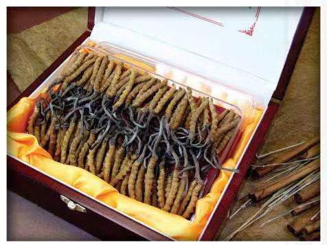 平定冬虫夏草回收